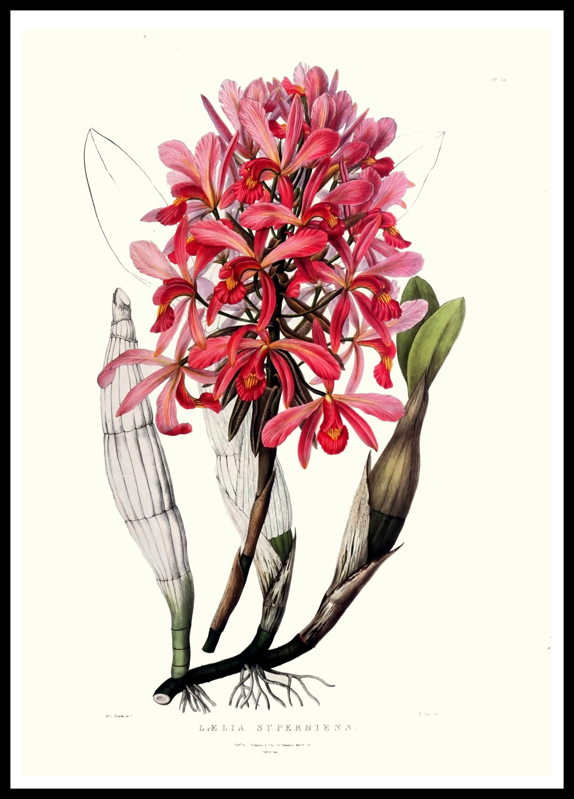 PTR AW06 Laelia Superbiens (Antique Prints)